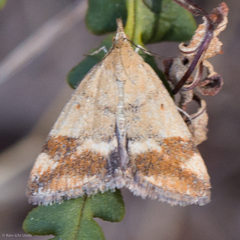 Pyrausta semirubralis