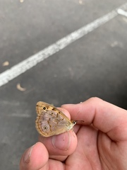 Heteronympha paradelpha