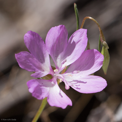 Clarkia biloba