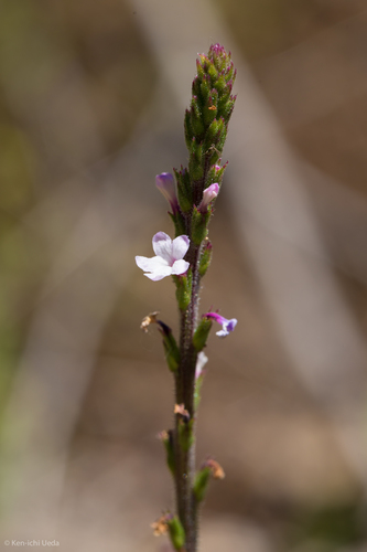 Red Hills vervain (Verbena californica)