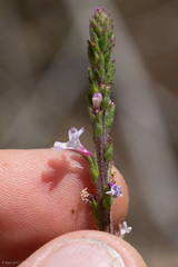 Verbena californica