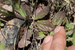 Verbena californica