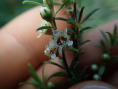 Kunzea linearis