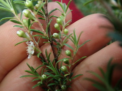 Kunzea linearis