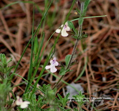 Salvia axillaris