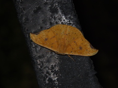 Tridrepana fulvata