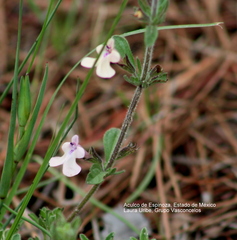 Salvia axillaris