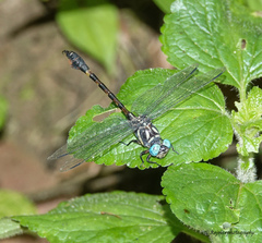 Paragomphus echinoccipitalis