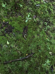 Cantharellus flavolateritius