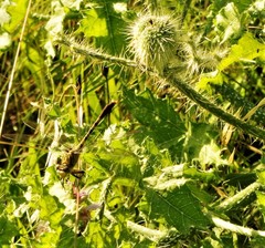 Arigomphus submedianus