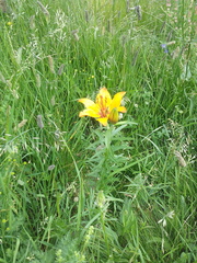 Lilium bulbiferum
