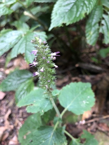 Pogostemon menthoides observed 2024-08-07