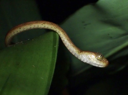 Yellow Blunt-headed Tree Snake