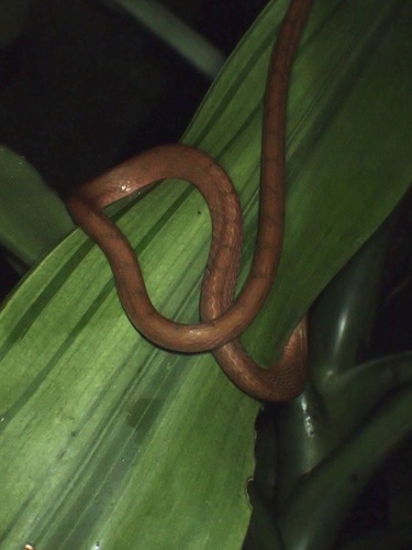 Yellow Blunt-headed Tree Snake