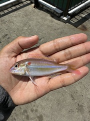 Red Filament Threadfin Bream photo 2