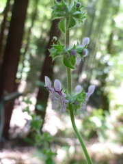 Stachys rigida quercetorum