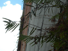 Pteris vittata