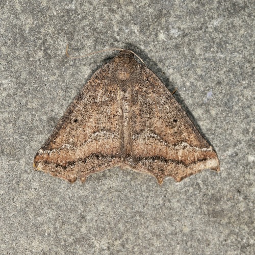 Prochoerodes amplicineraria photo 3