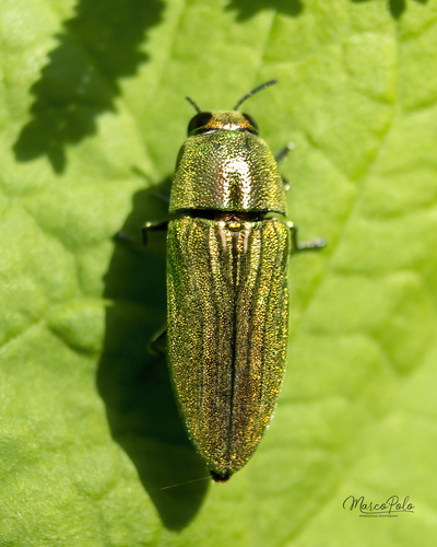 Agaeocera scintillans Waterhouse, 1882