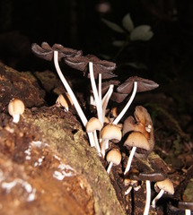 Coprinellus truncorum