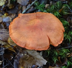 Cortinarius veronicae