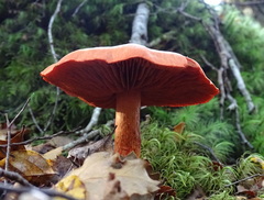Cortinarius veronicae