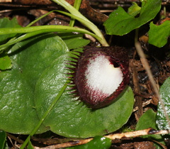 Corybas hispidus