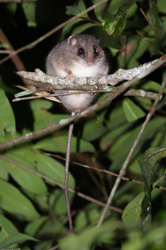 Chestnut Pogonomys