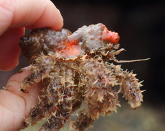 Rhinolithodes wosnessenskii
