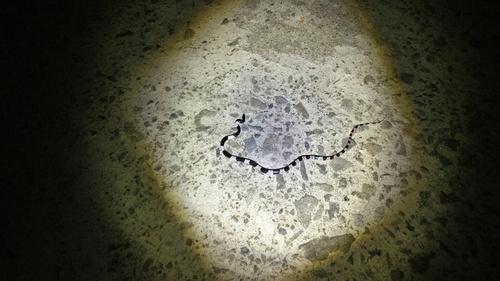 Banded Wolf Snake