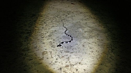 Banded Wolf Snake