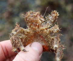 Rhinolithodes wosnessenskii