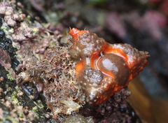 Rhinolithodes wosnessenskii