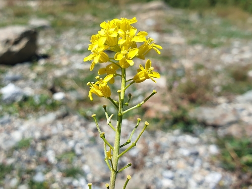 Jeweled rocket (Sisymbrium austriacum)
