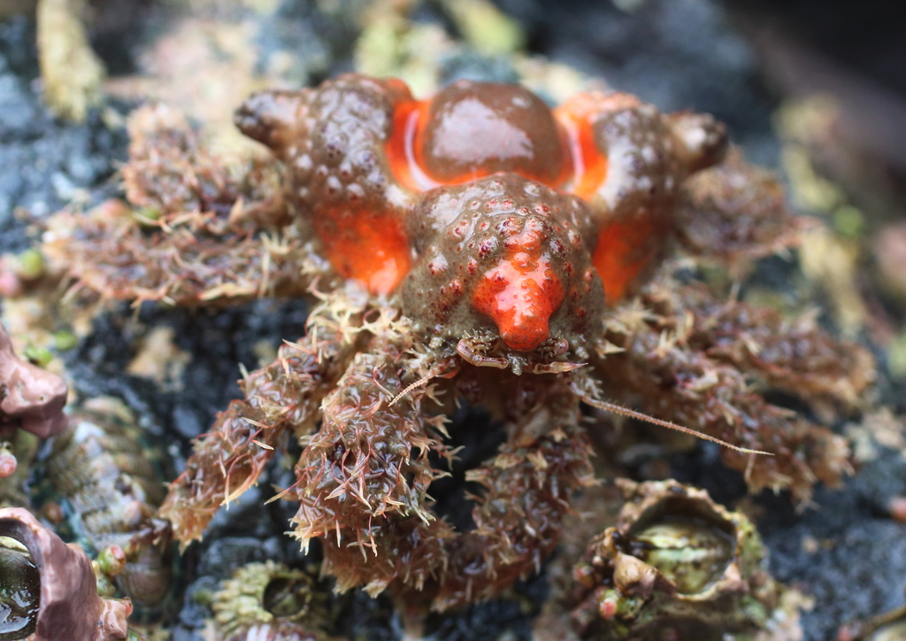 rhinoceros crab