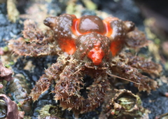 Rhinolithodes wosnessenskii