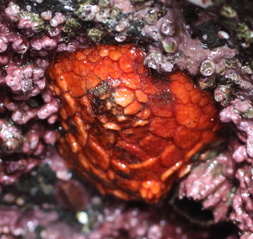 Psolus chitonoides
