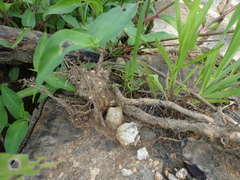 Pelophylax nigromaculatus