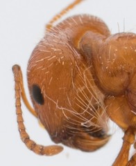Pogonomyrmex californicus