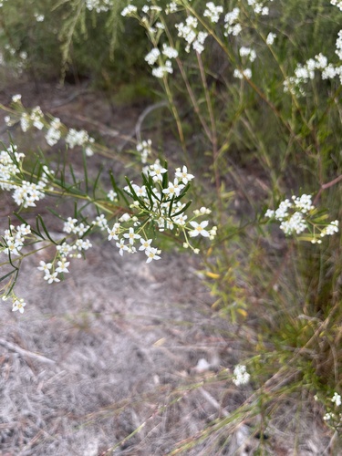 Image of Zieria laxiflora by no rights reserved
