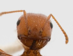 Pogonomyrmex californicus