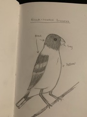 Pheucticus melanocephalus