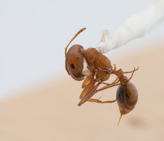 Pogonomyrmex californicus