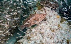 Epinephelus bilobatus