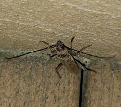 Brothylus gemmulatus