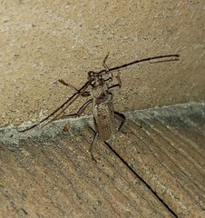 Brothylus gemmulatus