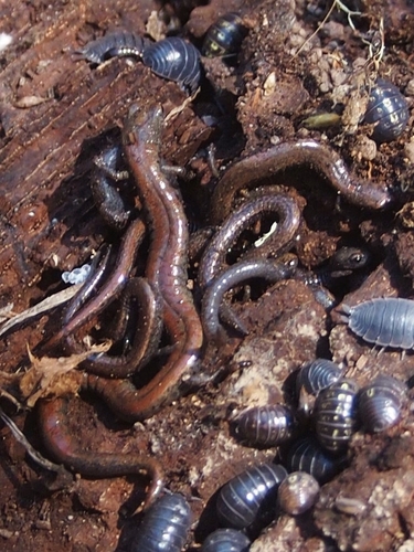 Gabilan Mountains Slender Salamander