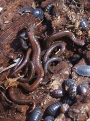 Batrachoseps gavilanensis