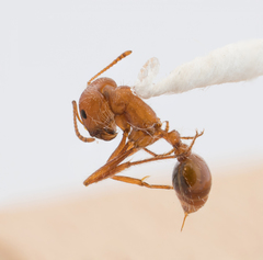 Pogonomyrmex californicus
