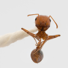 Pogonomyrmex californicus